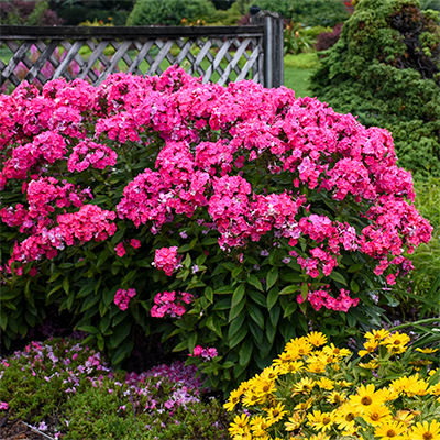 Phoenix Perennials Mail Order - Canada's Most Exciting Selection ...
