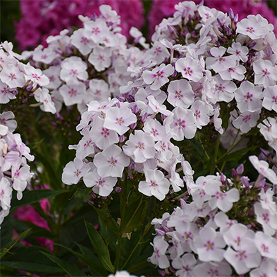 Phoenix Perennials Mail Order - Canada's Most Exciting Selection ...