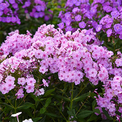 Phoenix Perennials Mail Order - Canada's Most Exciting Selection ...