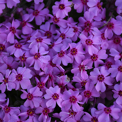 Phoenix Perennials Mail Order - Canada's Most Exciting Selection ...