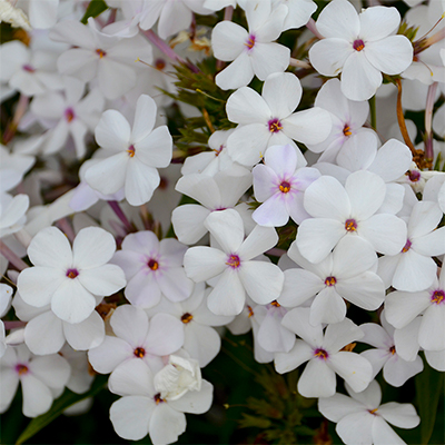Phoenix Perennials Mail Order - Canada's Most Exciting Selection ...