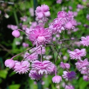 1504 image