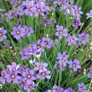 4757 image