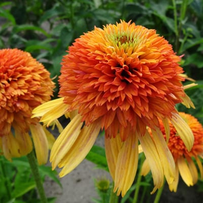Echinacea 'Orange Fascinator 